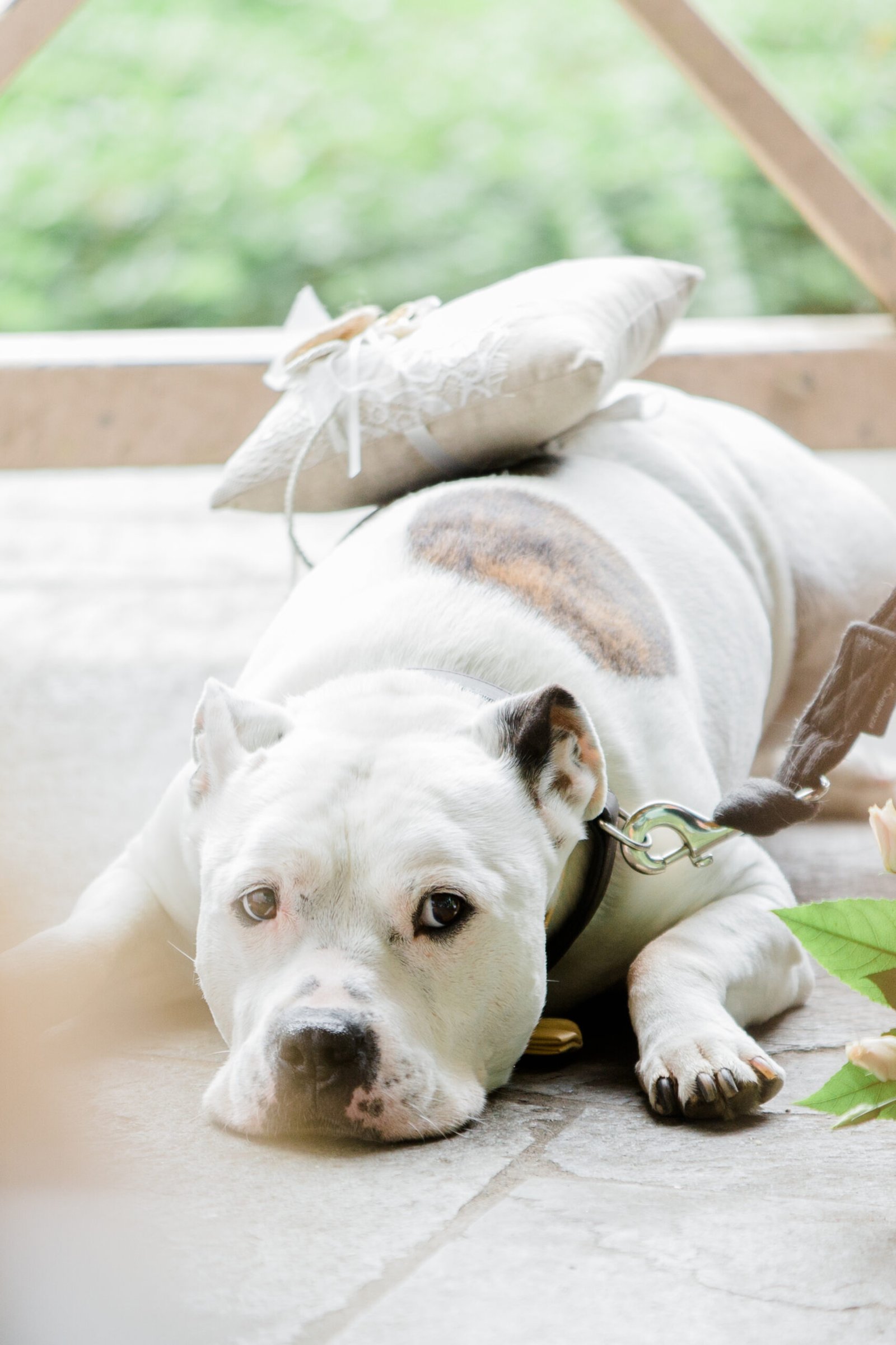 Ein Hund liegt entspannt mit einem Ringkissen auf dem Rücken und wartet auf seinen großen Moment als Ringträger bei einer Hochzeit mit Hund.